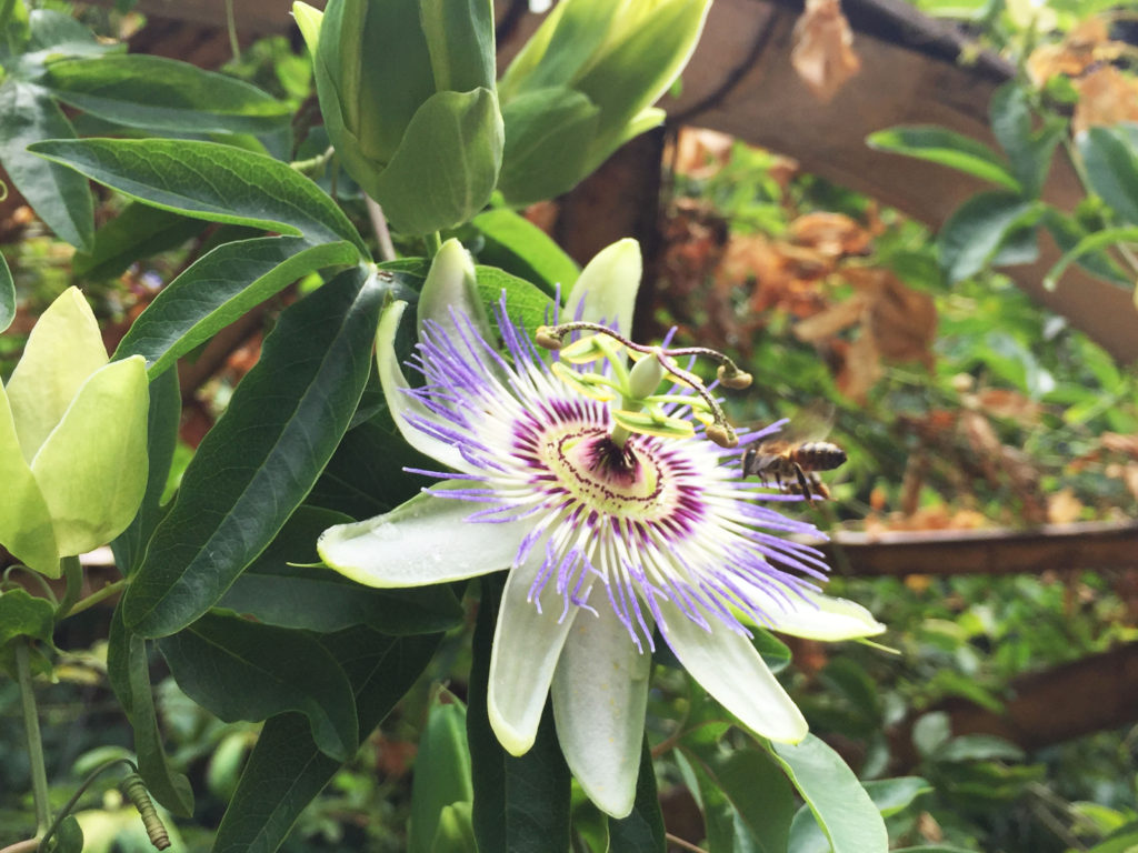 Красивый цветов в Ботаническом саду в Батуми